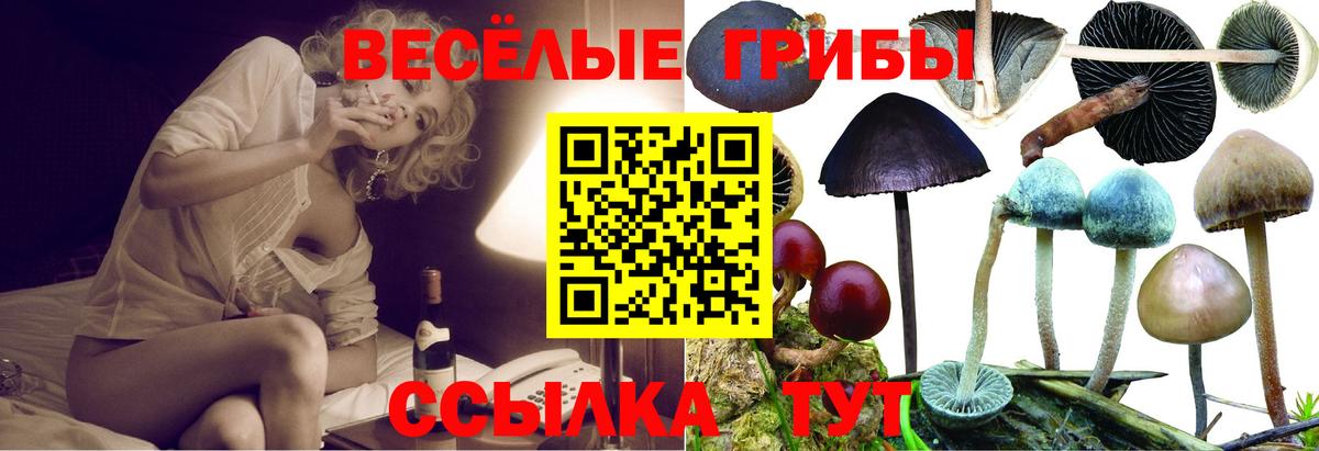 Псилоцибиновые грибы мицелий Корсаков